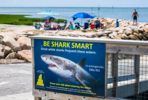 Be Shark Smart sign